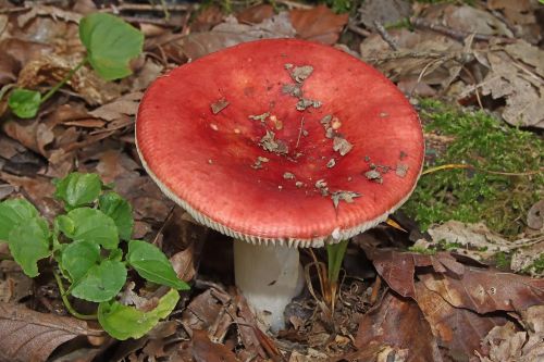 Sickener mushroom Russula emetica with red cap growing on woodland floor