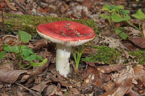 Sickener mushroom Russula emetica growing on woodland floor among leaves