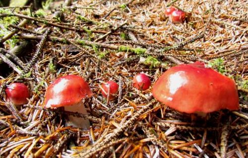 Sickener mushrooms Russula emetica growing on forest floor among pine needles