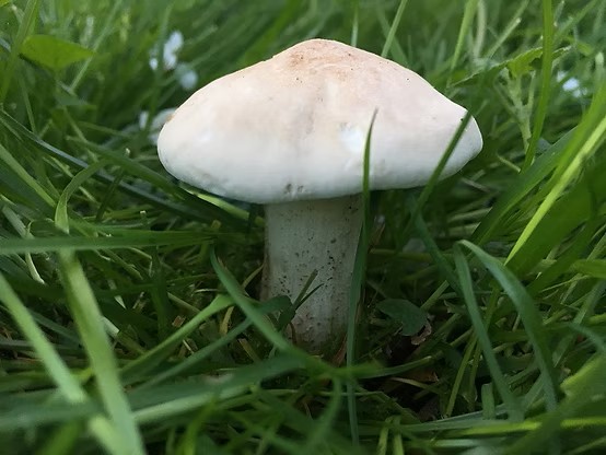 St George’s mushroom Calocybe gambosa growing in grass with a smooth pale cream cap and thick white stem