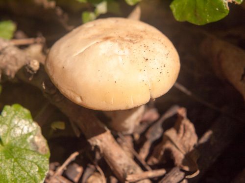 St George’s mushroom Calocybe gambosa with smooth pale beige cap growing among leaves and woodland debris