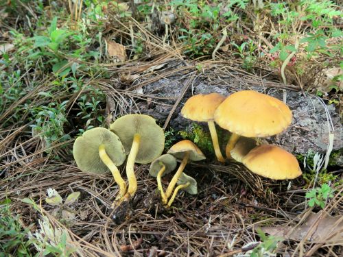 Sulphur tuft mushrooms Hypholoma fasciculare growing in a cluster on woodland debris with yellow caps and greenish gills