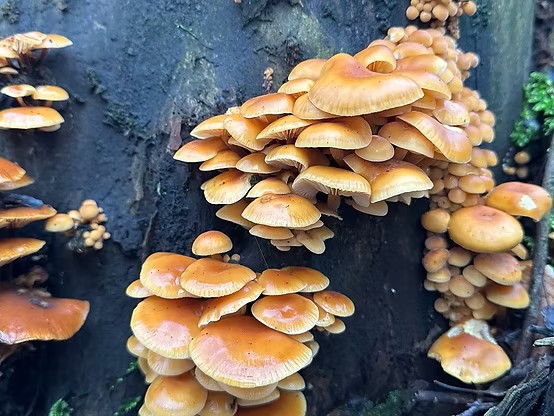 Velvet shank mushrooms Flammulina velutipes growing in clusters on a tree trunk with orange caps and pale gills