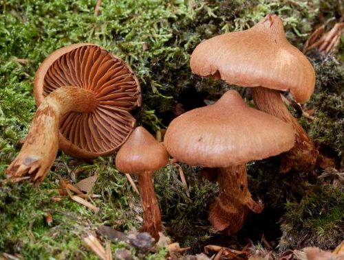 Webcap mushrooms Cortinarius species growing on mossy woodland floor showing brown caps and rusty brown gills