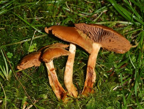 Webcap mushrooms Cortinarius species with brown caps and rusty gills growing among grass and moss