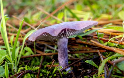 Wood blewit mushroom Lepista nuda with lilac-purple cap and stem growing among grass and woodland debris