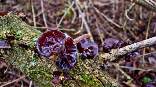 Wood ear fungus Auricularia auricula-judae growing on tree bark with translucent ear-shaped brown fruiting body