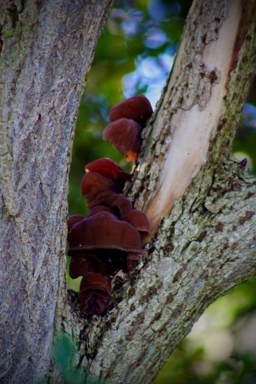 Cluster of wood ear fungi Auricularia auricula-judae growing on the trunk of a tree with dark brown ear-shaped fruiting bodies