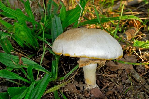 Yellow stainer mushroom Agaricus xanthodermus showing white cap, pale gills, and yellow staining at the base of the stem